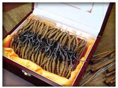 峨山冬虫夏草回收